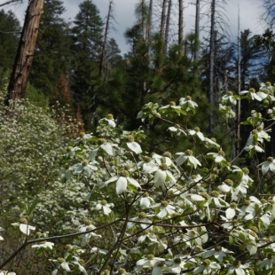 Cornus nuttallii